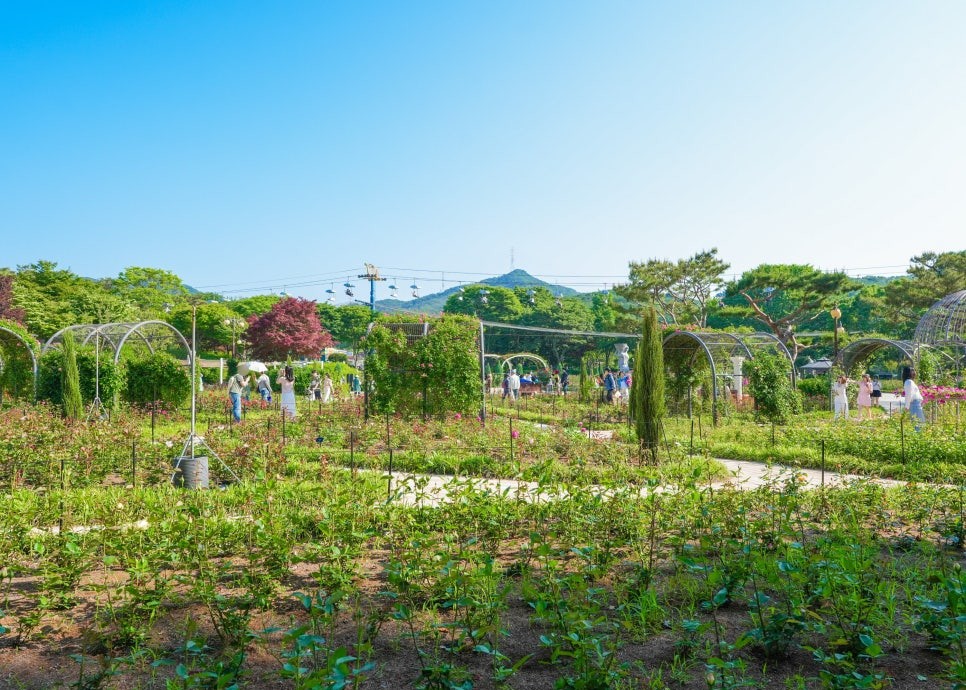 서울대공원 장미축제