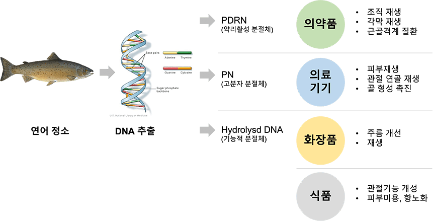연어 정소로부터 DNA를 추출하여 제품화가 되는 모식도 이미지