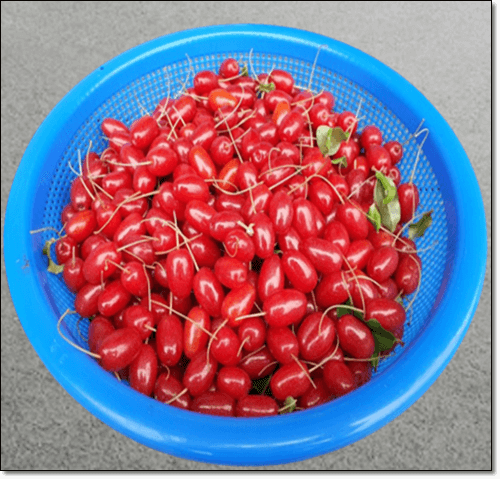 보리수 효소 담그기