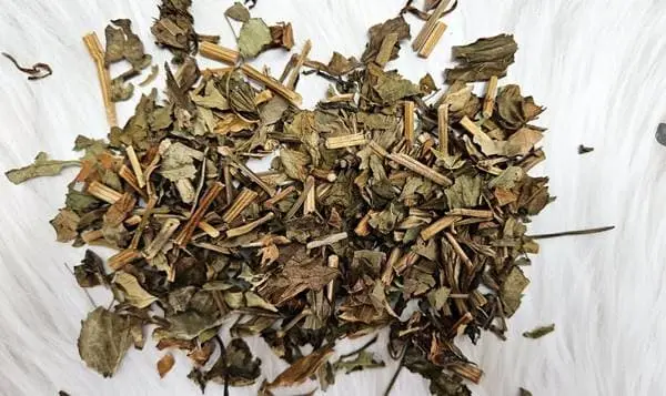 삼백초 차 섭취 부작용