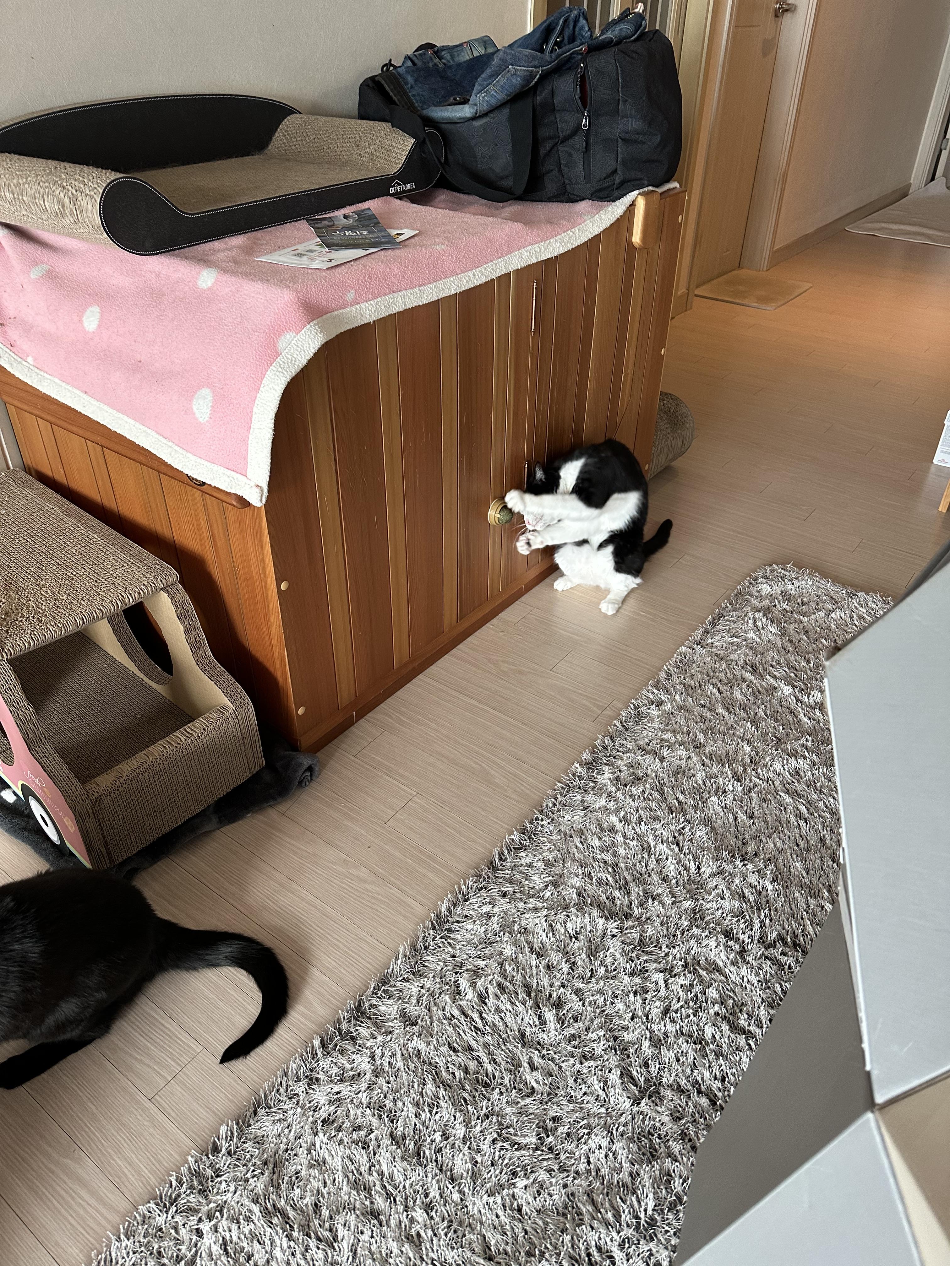 캣닢사탕에 무아지경인 냥냥이들.