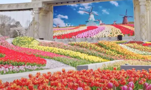 5월 강추 꽃 축제