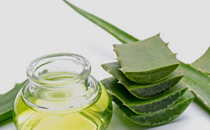 알로에 수딩젤 제품 추천 / 수딩젤 효능 알로에 베라 / 알로에 먹는 방법 키우는 방법