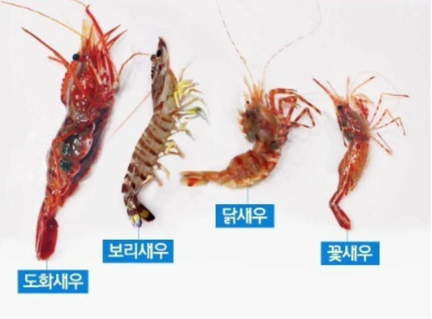 독도새우 가격