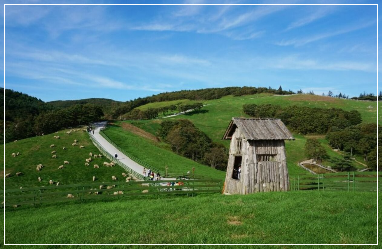 평창 가볼만한곳 베스트10 대관령 양떼목장