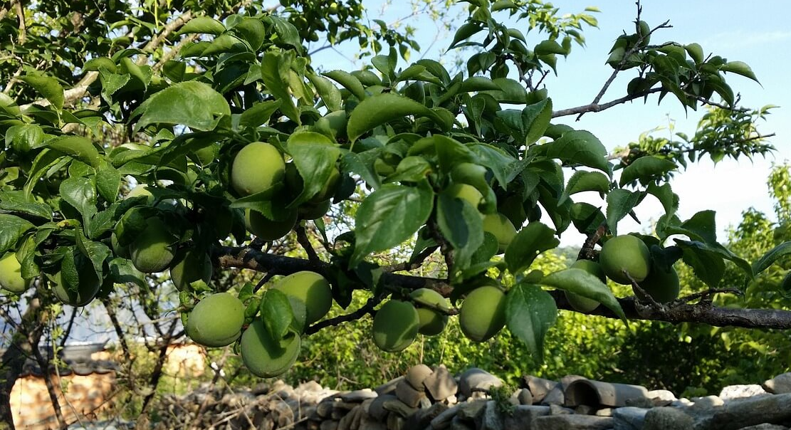 매실 나무, 매실 열매 이미지