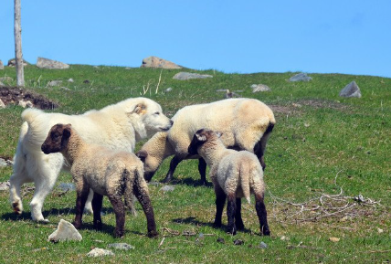 양과 그레이트 피레니즈.