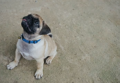 개가 턱을 얹어 오는 이유 밥을 원하는 사인.