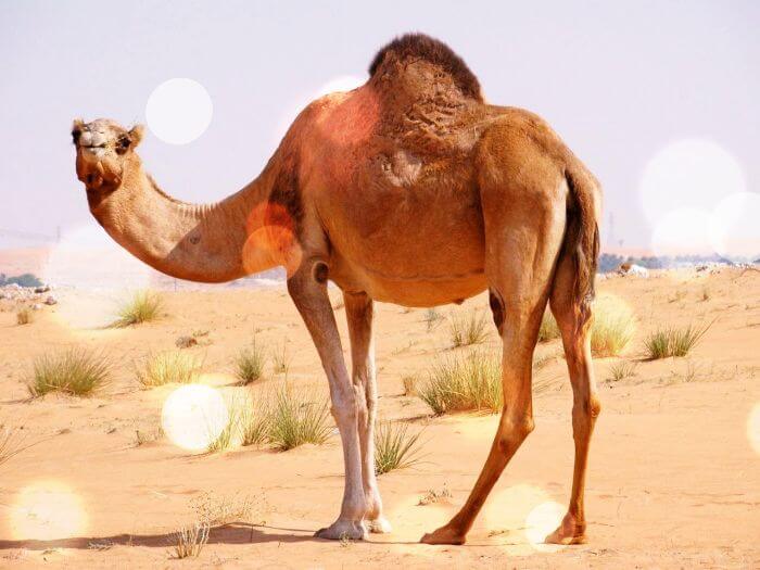 사막에-서있는-낙타한마리