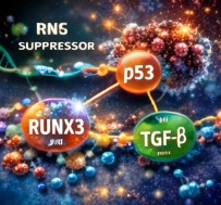 RUNX3의 종양 억제 메커니즘