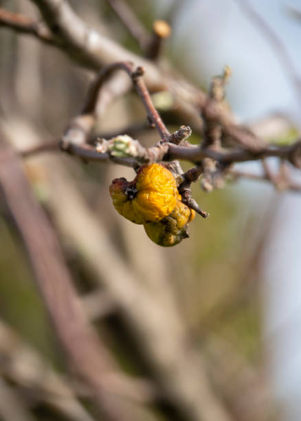 개나리 열매 효능