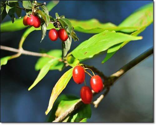산수유열매