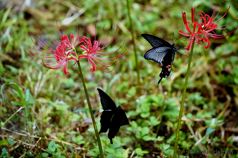 꽃무릇-나비-사진