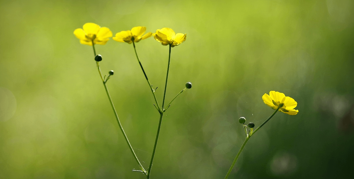 미나리 사진 - 00111