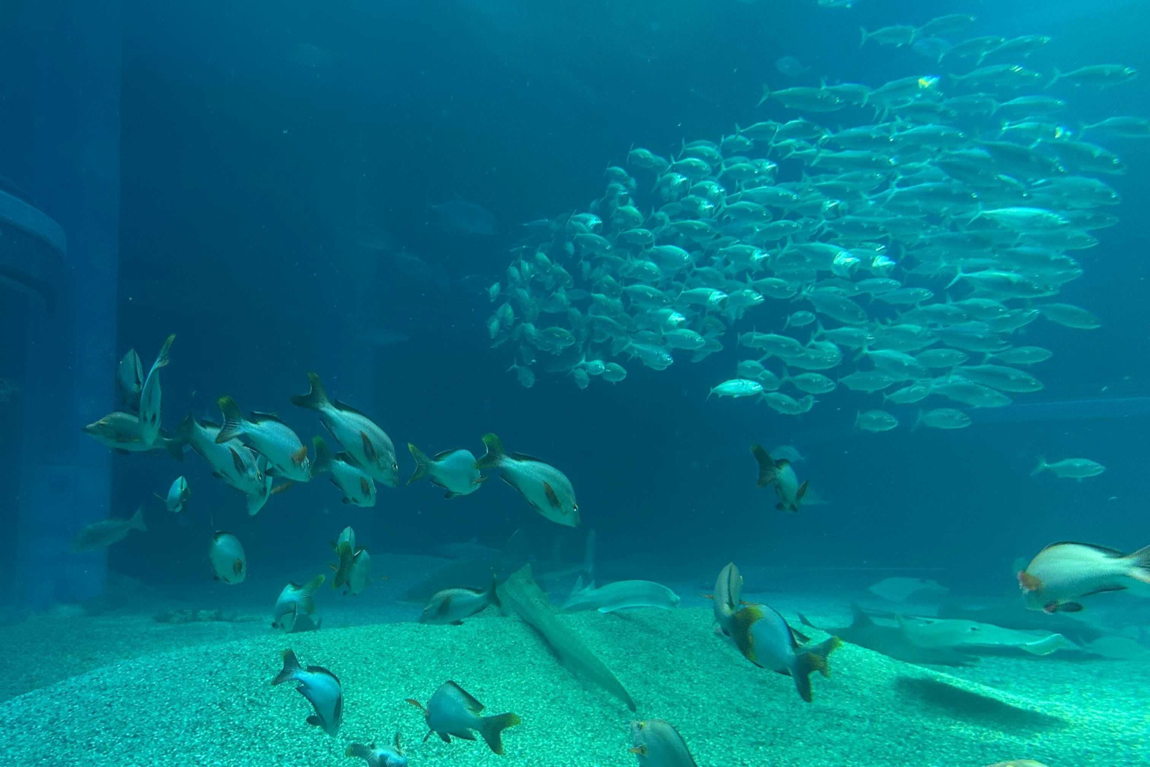 가이유칸-수족관의-대형수조