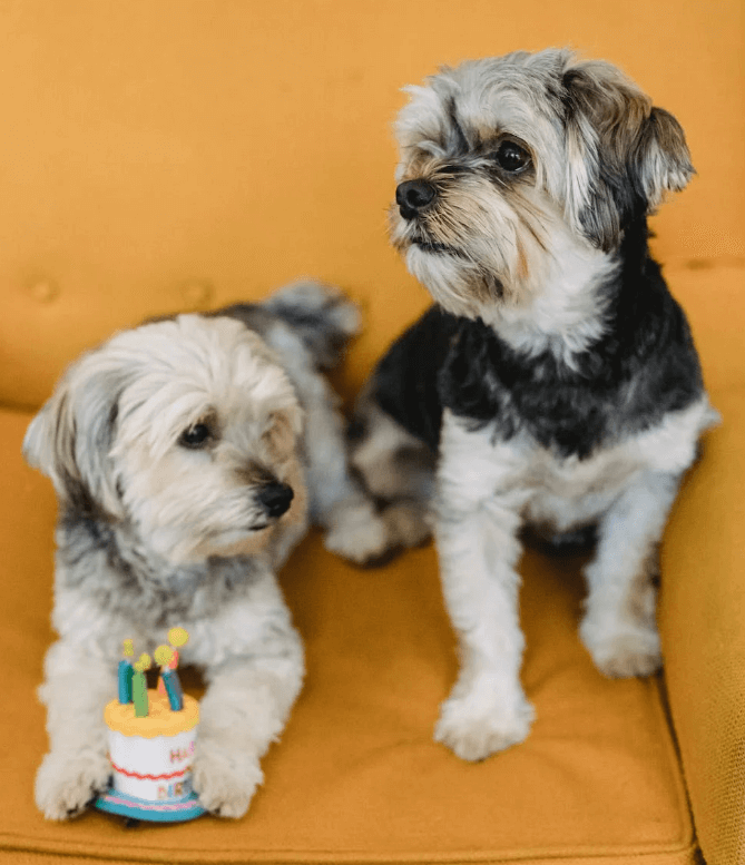 애완용 강아지 종류 및 특징 정리 - 소형 강아지 종류