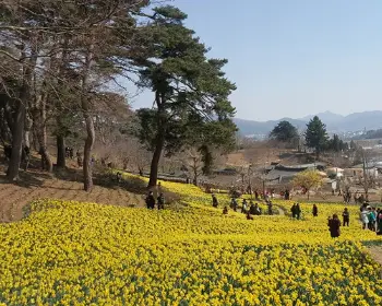 서산 유기방 가옥 수선화 축제_13