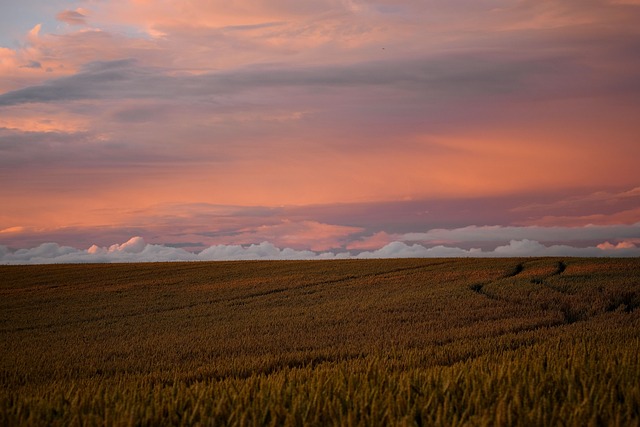노인 간호에서의 가족 참여와 지원의 중요성