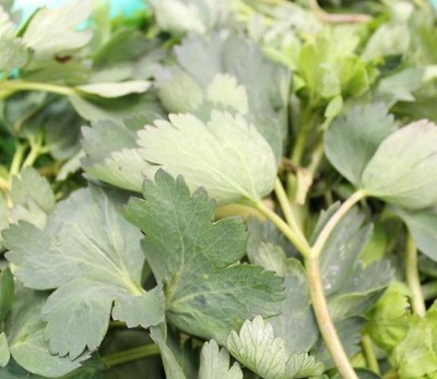 방풍나물 효능 및 보관방법