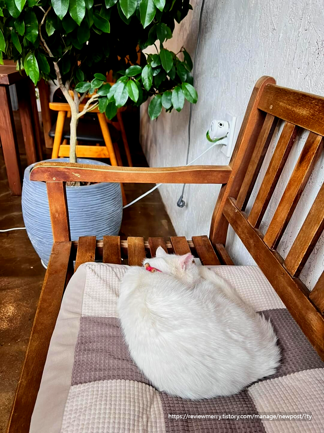 흰고양이 사진