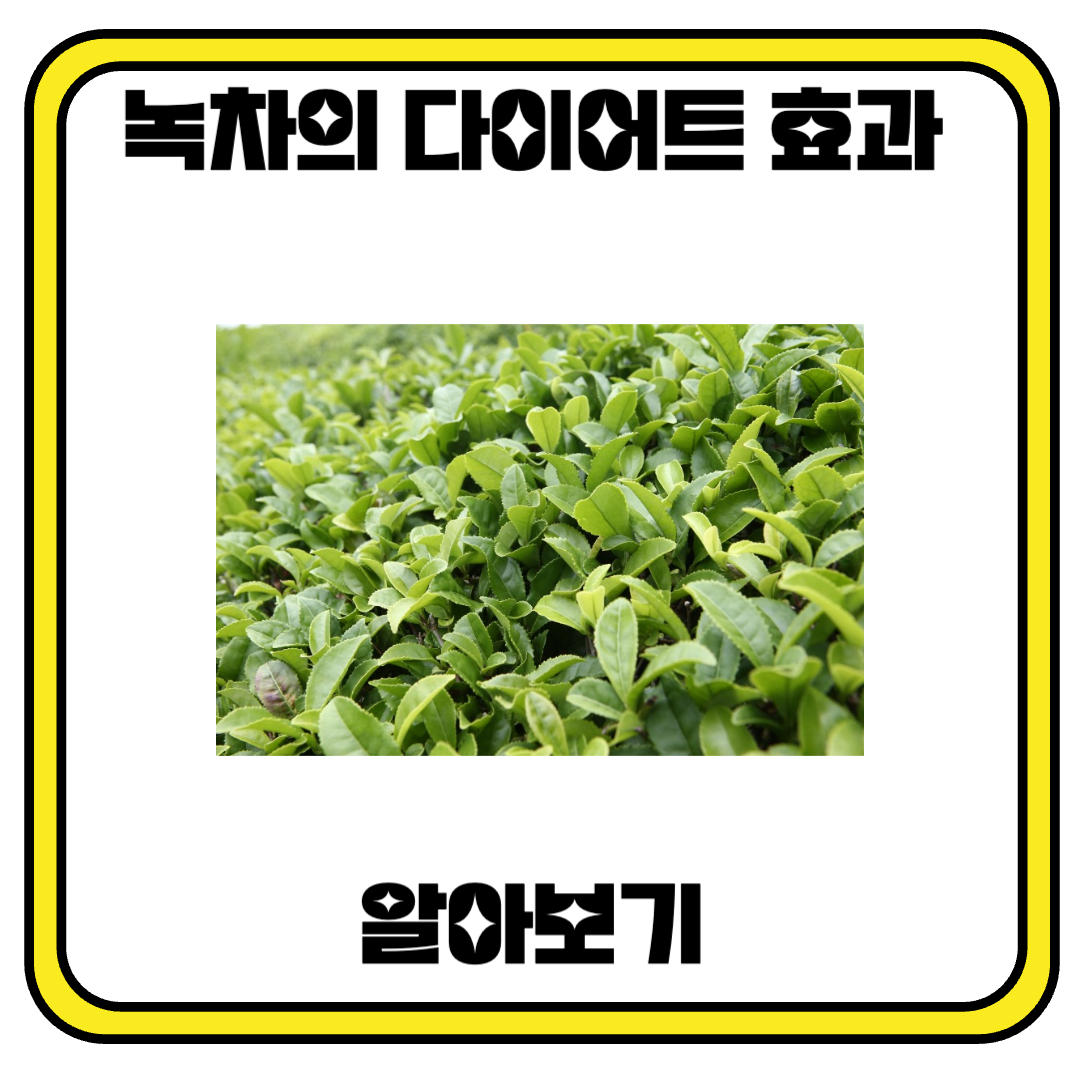 다이어트를 위한 녹차의 효과와 주의사항