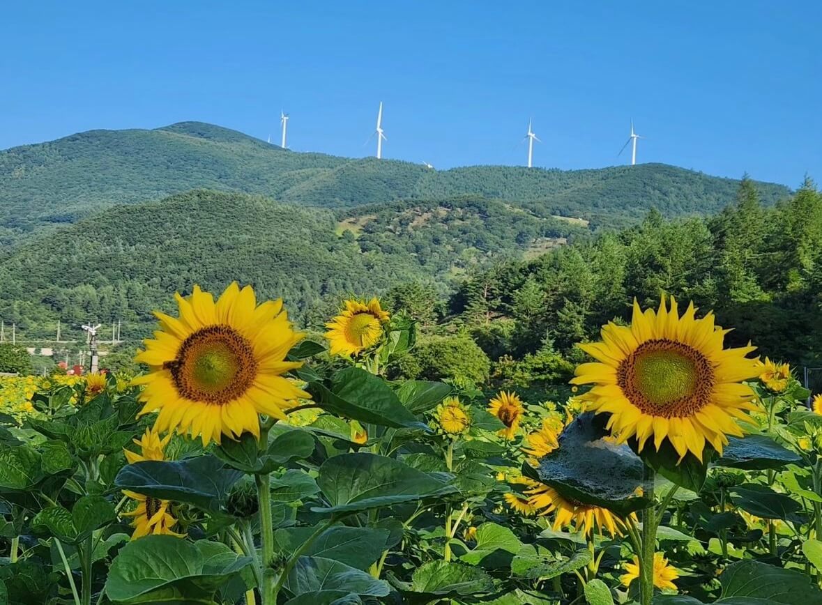 태백 해바라기축제