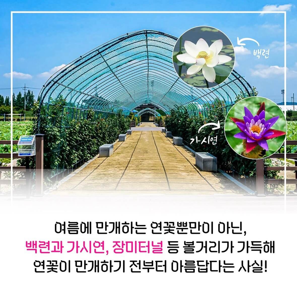 함안연꽃축제기간