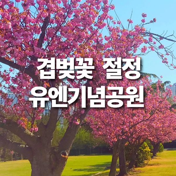 겹벚꽃 절정