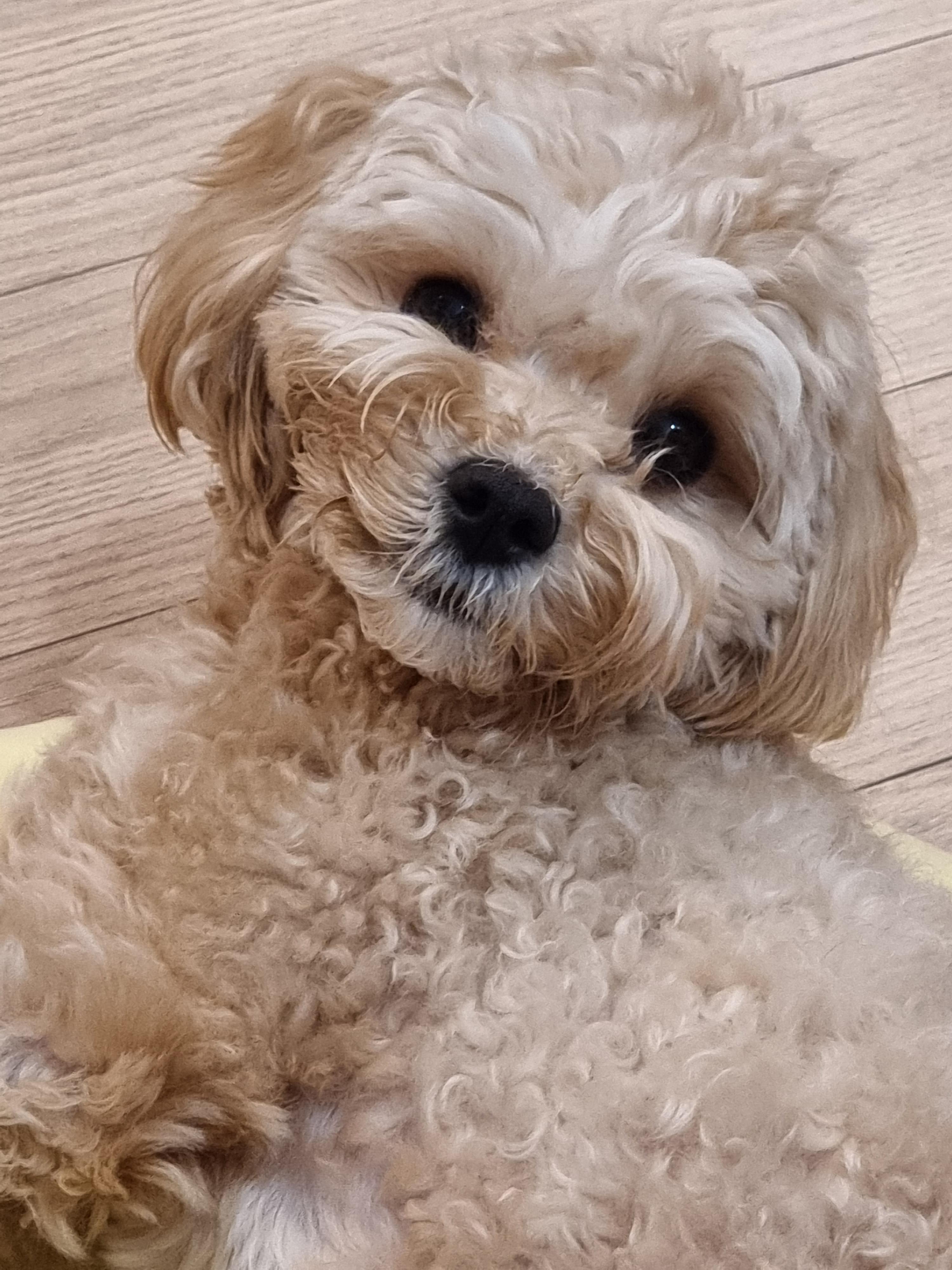TS 애견샴푸