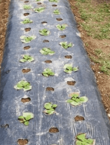 김장 배추 모종 심는 시기