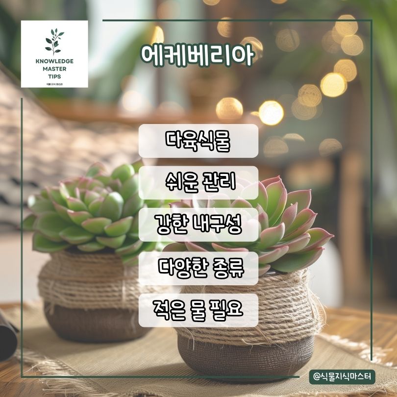 에케베리아 소개