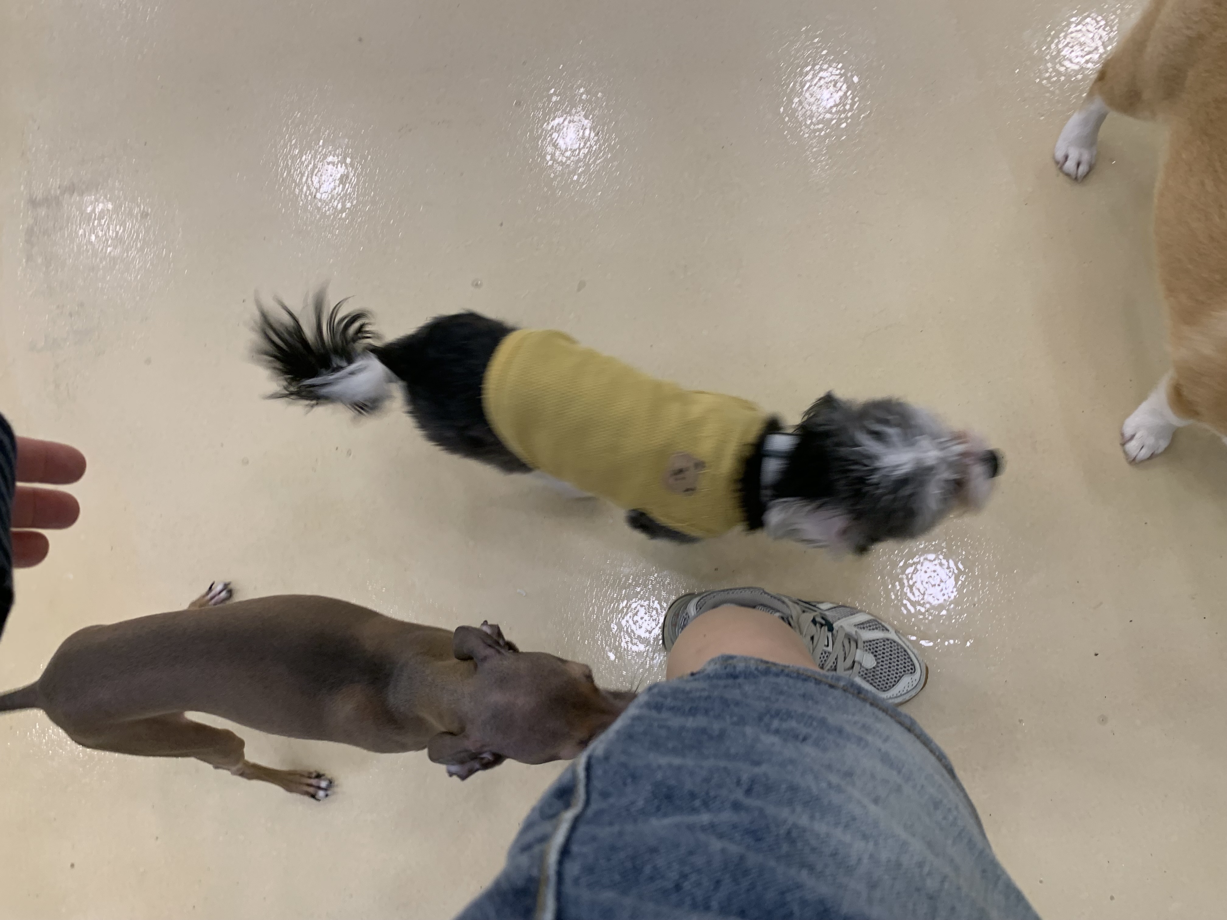 부천 부천시청 애견카페 애견유치원 애견호텔 멍스냅