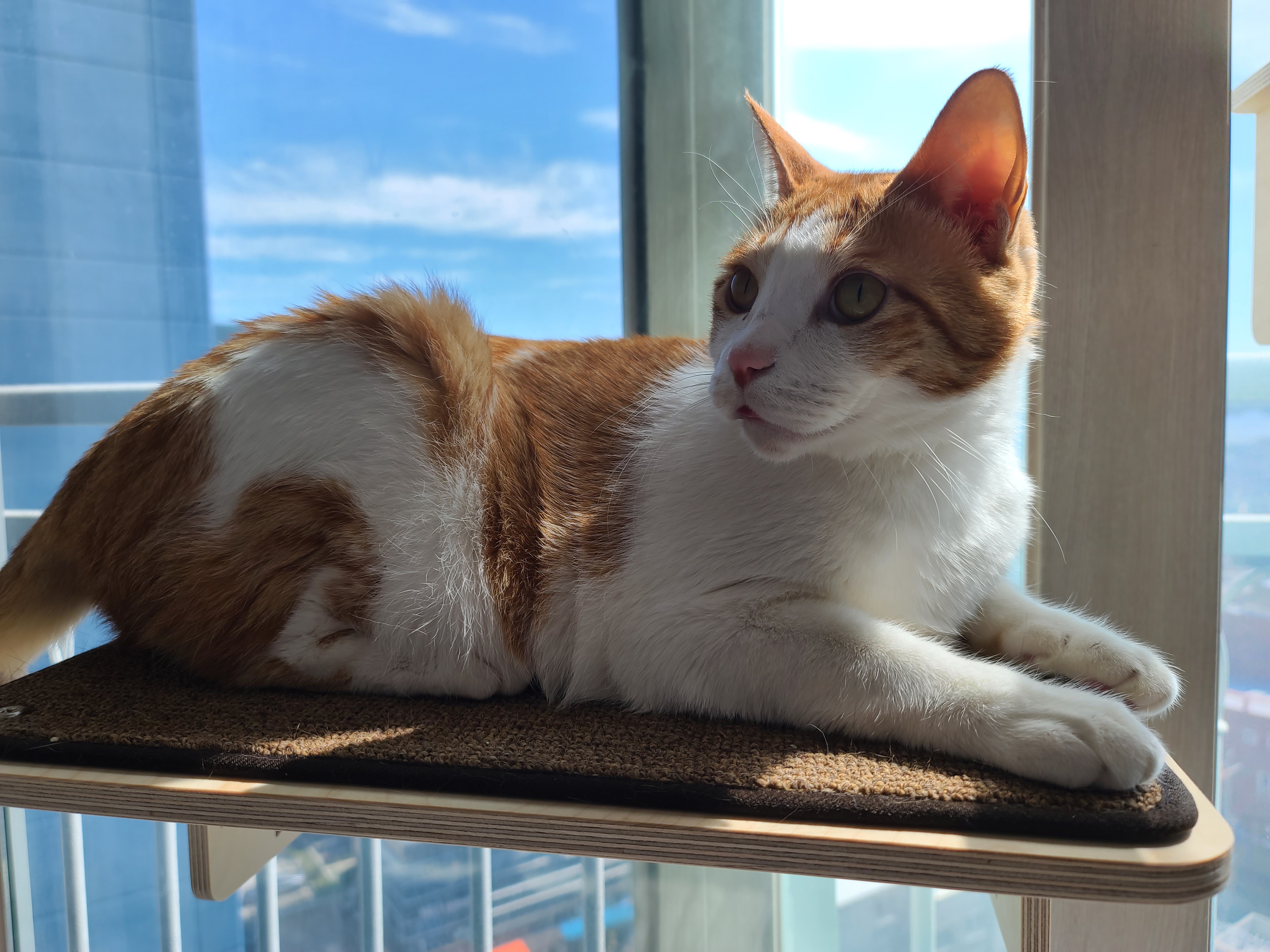 가을햇살 아래 팔색조 고양이 (feat. 카리스마도 있는 막둥이)