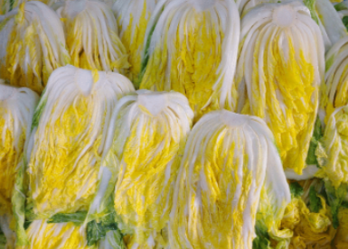 김장배추-사진1