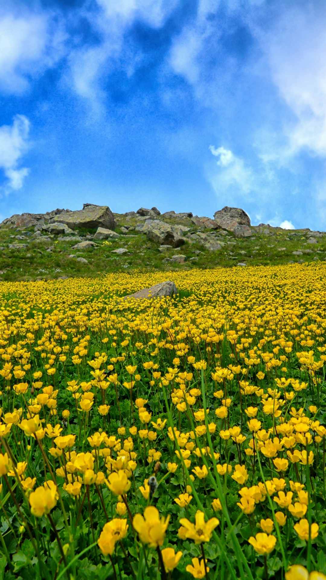 Flower wallpaper