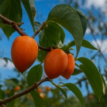 대봉감 홍시 만드는법