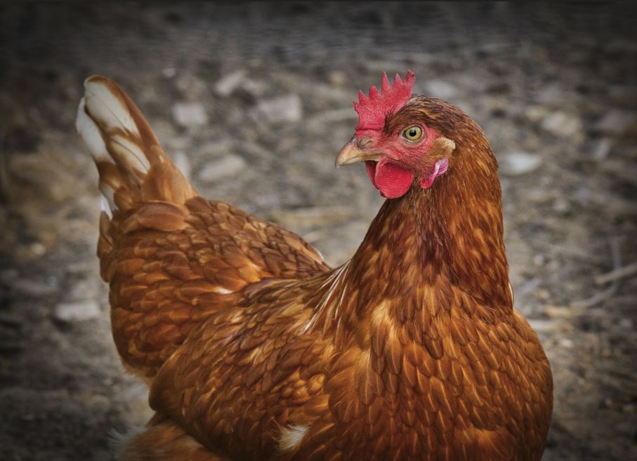 2026년 닭띠 운세 총정리|재물운·직장운·인간관계운 완벽 해석