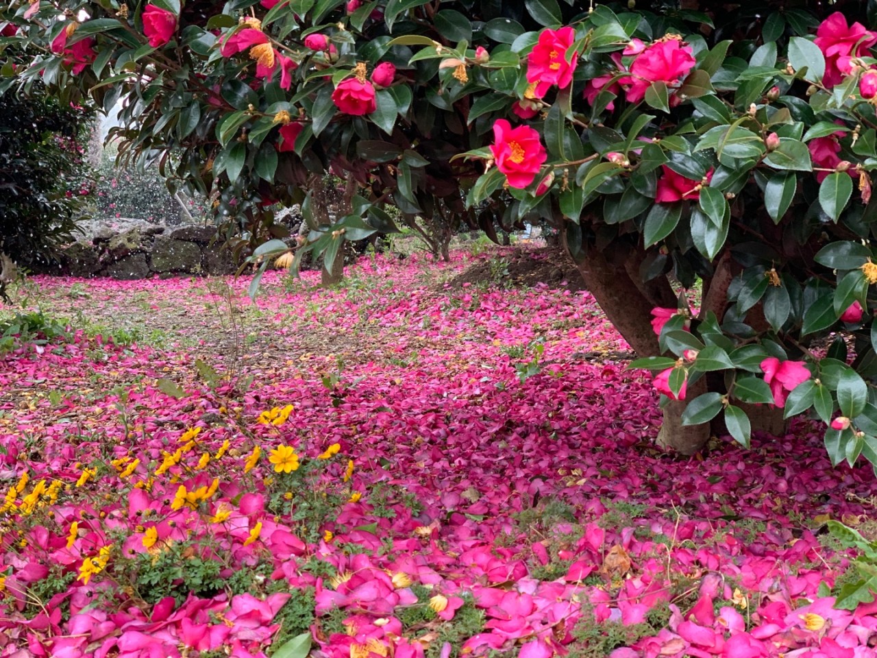 제주동백수목원