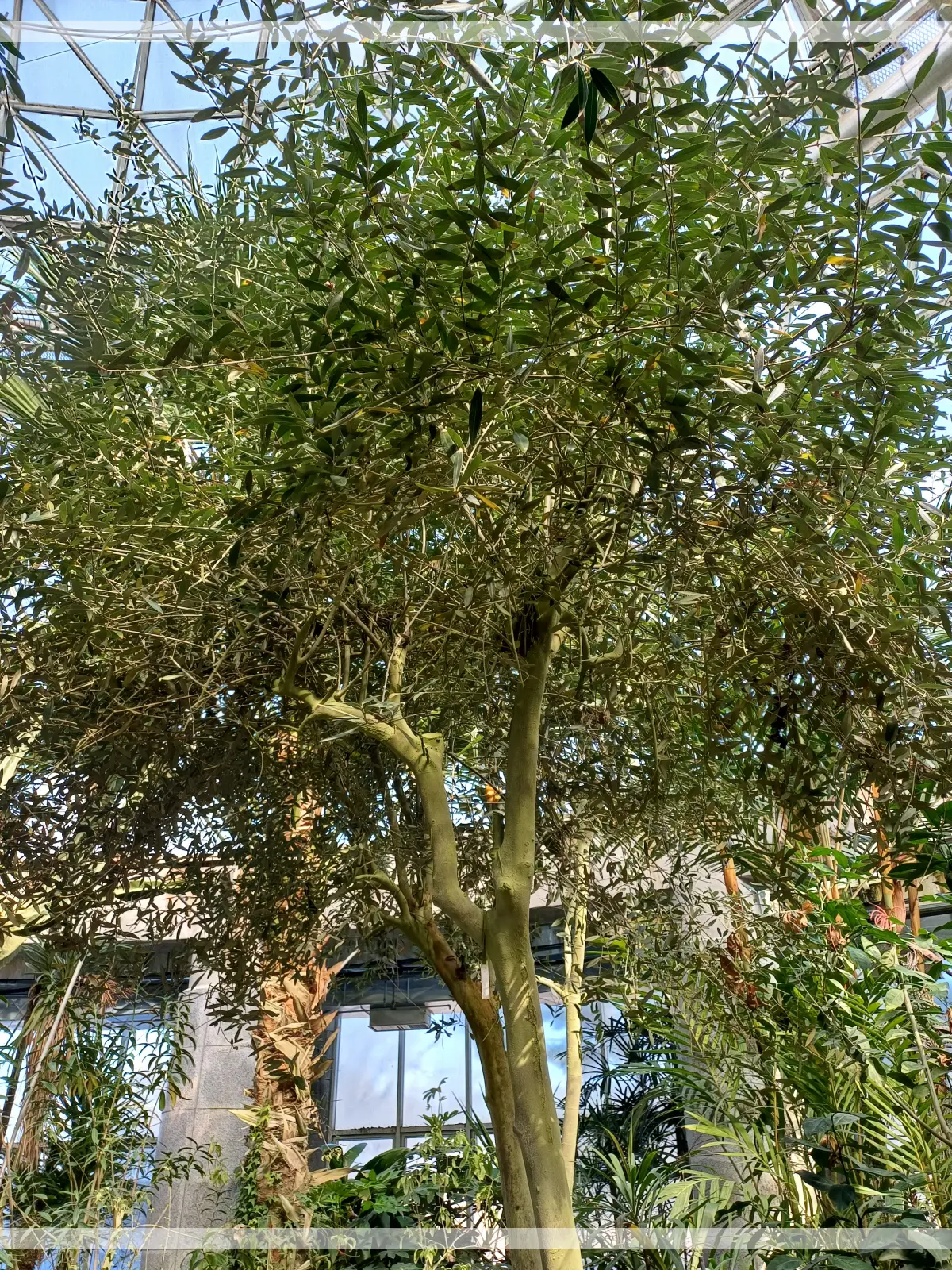 금강수목원-온실-올리브