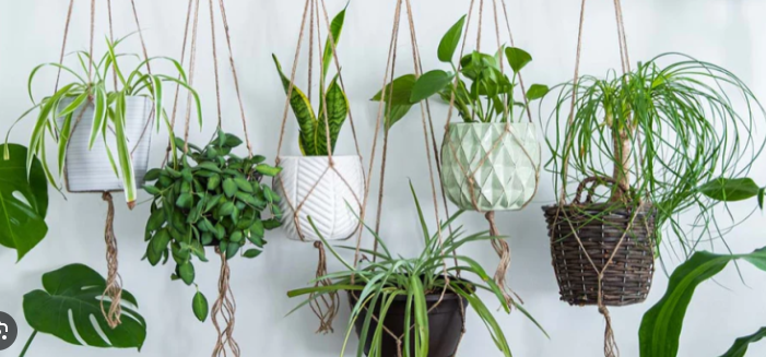 실내 공기정화 식물