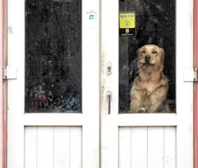 애견미용샵 창업에 대하여 알아보기