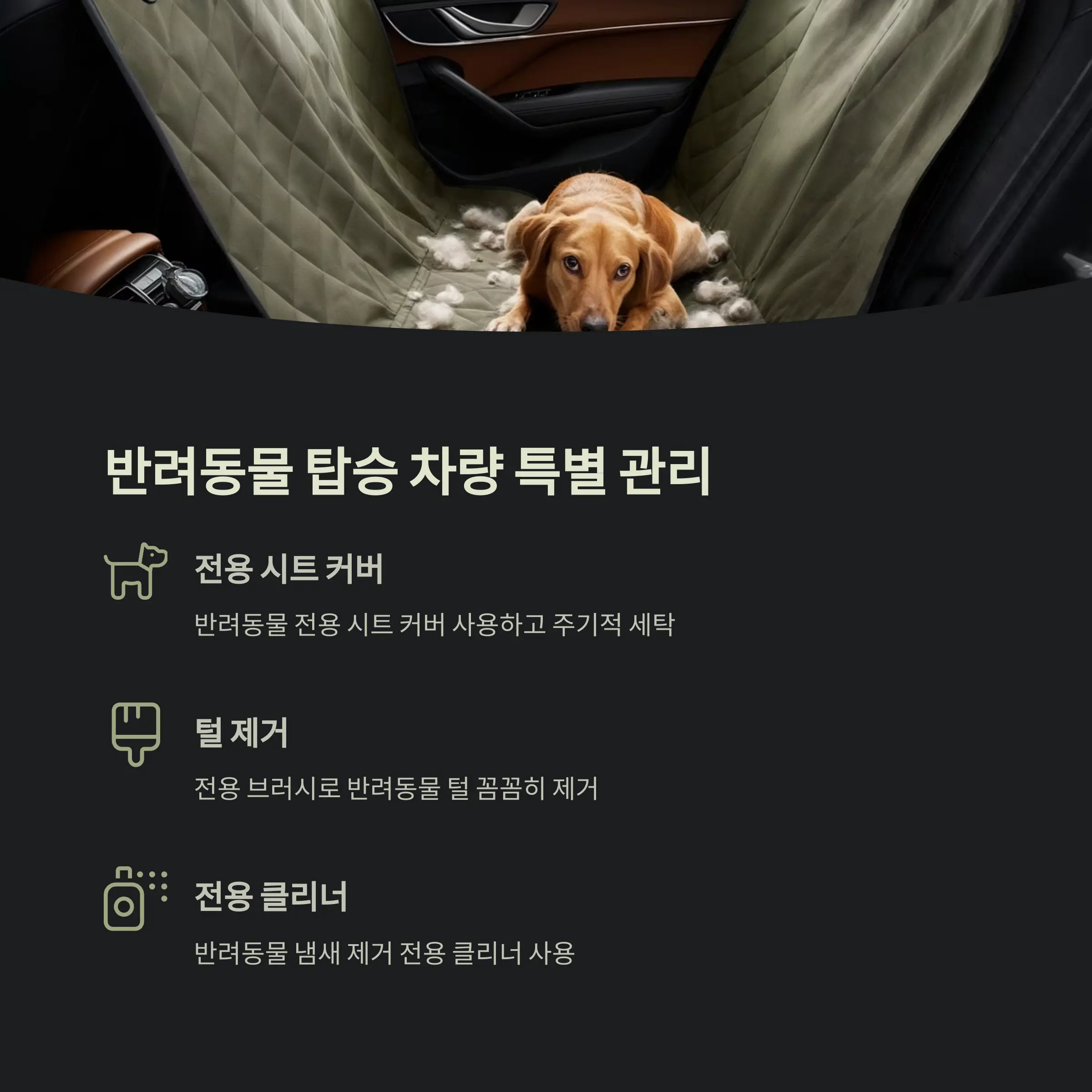 차량 진드기 제거 정보
