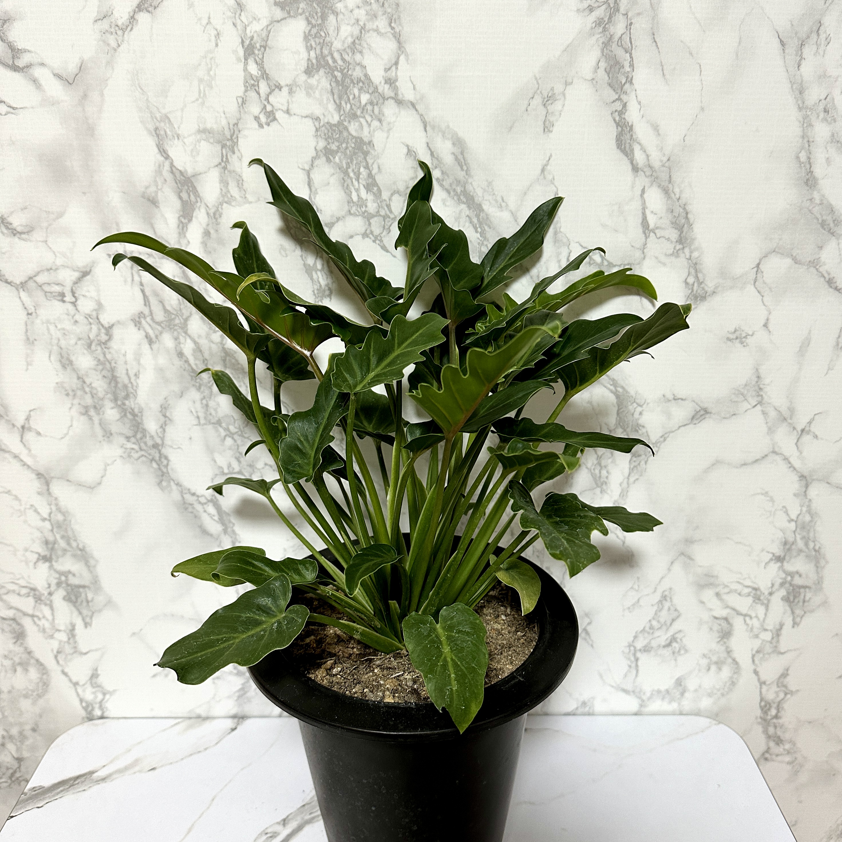 인테리어 식물 셀렘 키우기 공기정화식물