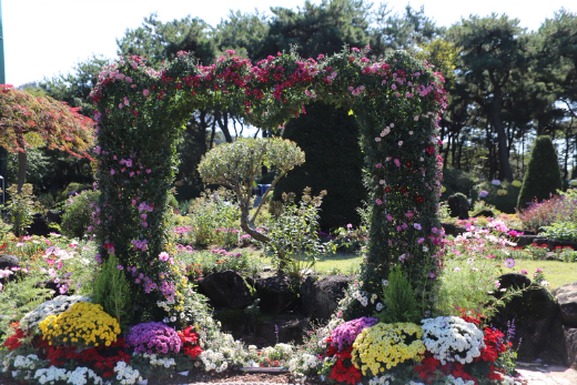 벽초지수목원 가을꽃 국화축제