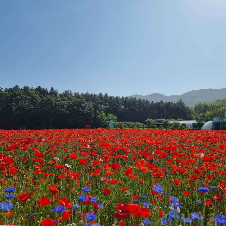 원주 용수골 양귀비꽃