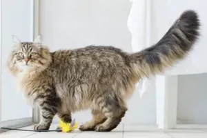 고양이