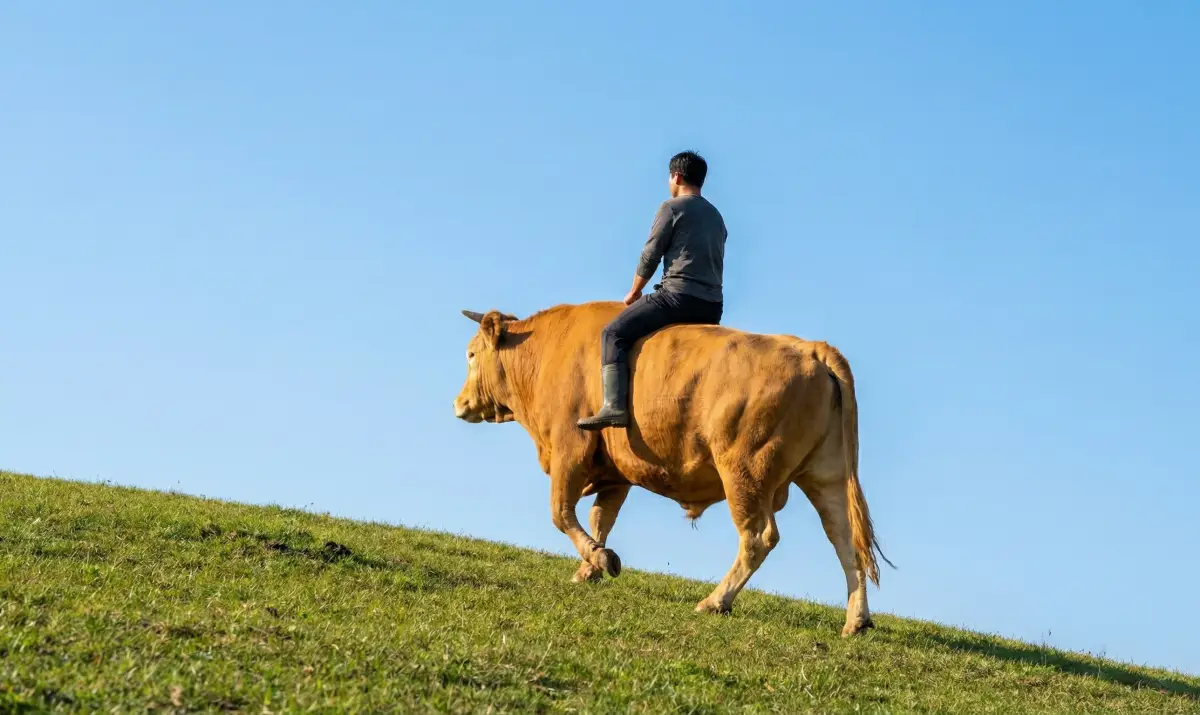 푸른 언덕 위를 힘차게 오르는 소 등에 탄 사람의 당당한 뒷모습