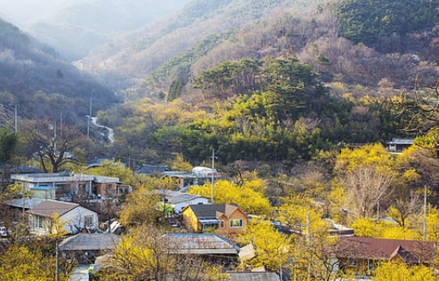 의성 산수유 축제