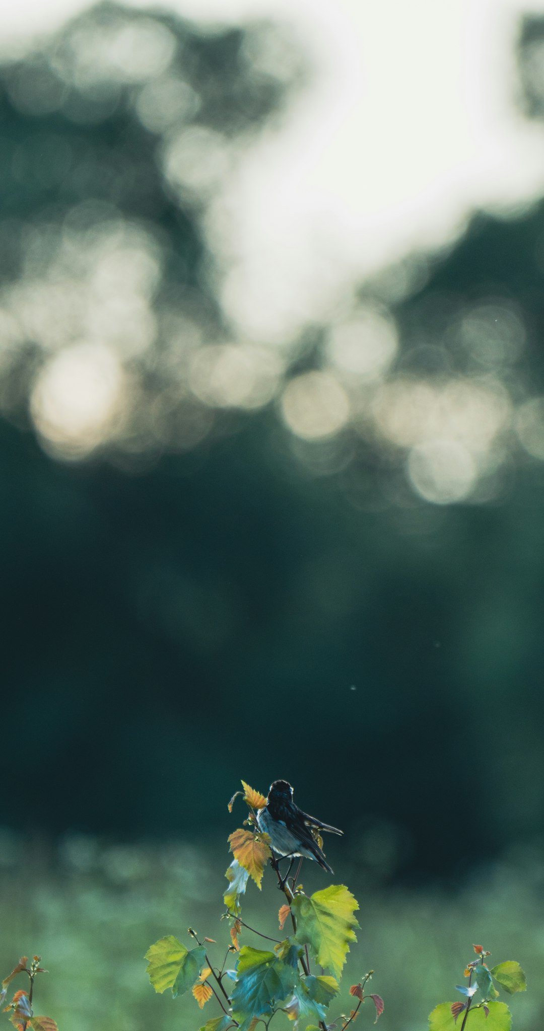 배정남 벨 구제거리 사건 정리 &amp;#124; 배정남 나이&middot;반려견&middot;파리 패션쇼 이슈