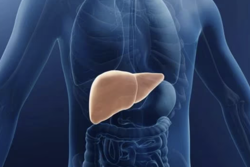 카테킨 효능 부작용 하루 권장량 다이어트 효과